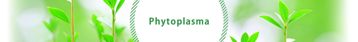 phytoplasma