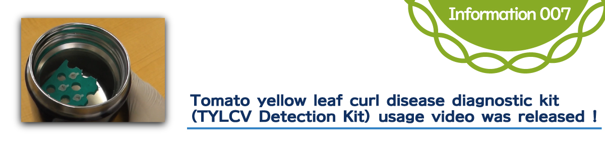 Tomato yellow leaf curl disease diagnostic kit (TYLCV Detection Kit) usage video was released !