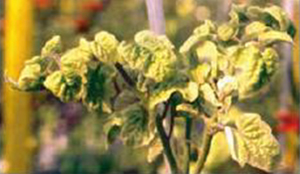 トマト 農作物 植物 土壌の病気を検査する Nippon Gene Co Ltd