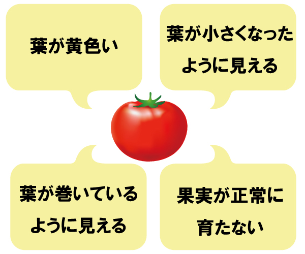 ご存知ですか トマトの病気 農作物 植物 土壌の病気を検査する Nippon Gene Co Ltd